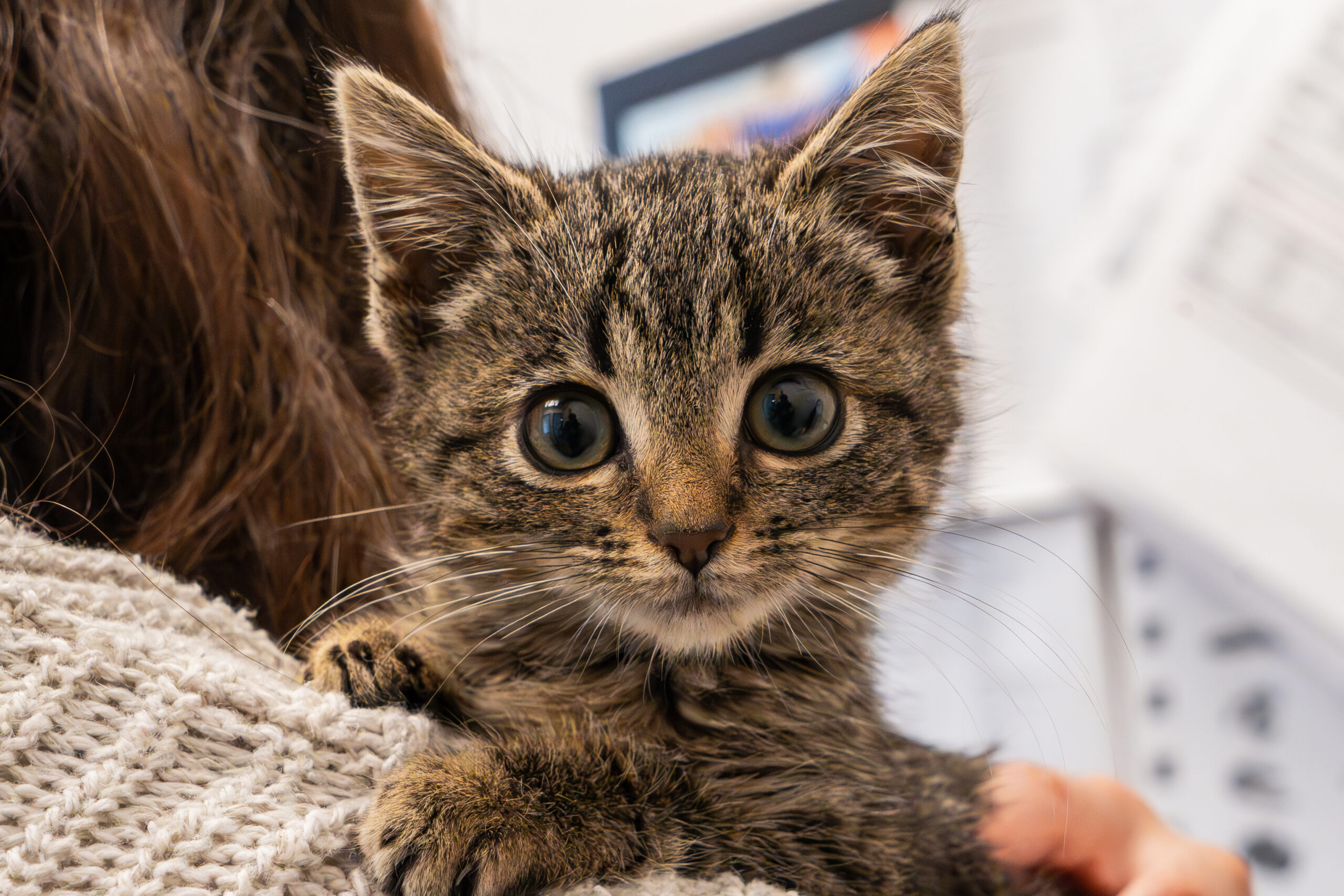 Evergreen orphan kitty