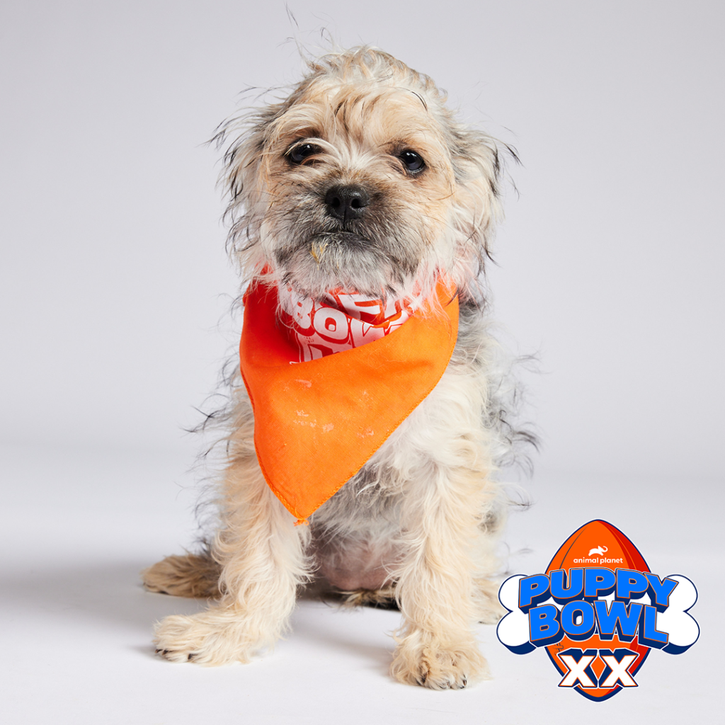 Cream and Tan Dog with an Orange Bandana that says Puppy Bowl XX