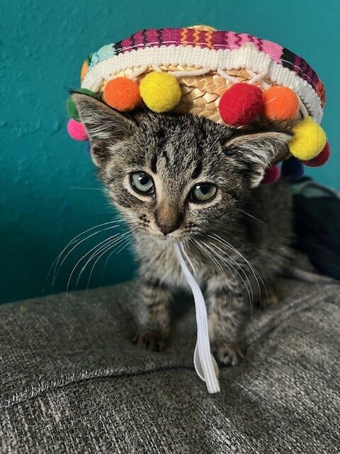 Kitten in festive hat