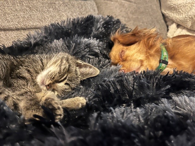 Kitten and dog sleeping