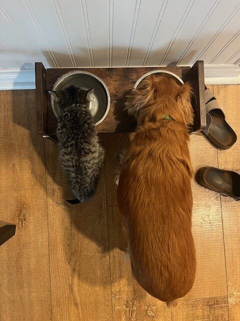 Kitten and dog eating together