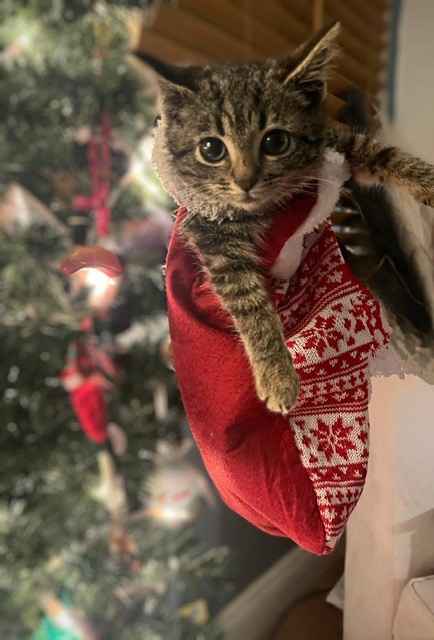 Kitten in Christmas stocking