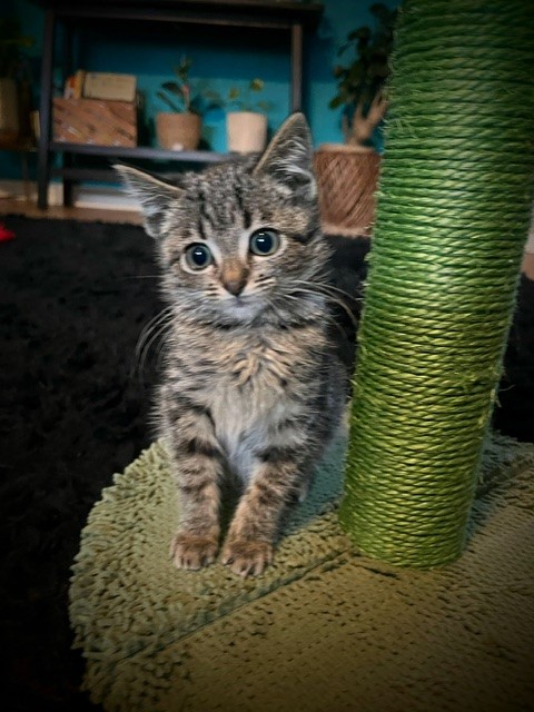 Kitten and scratching post