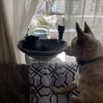 Black cat sleeping and white yellowish dog staring at cat.