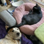 Black cat and white dog laying down enjoying the sun.