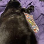 Black cat laying down