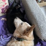 White dog laying on a black cat.