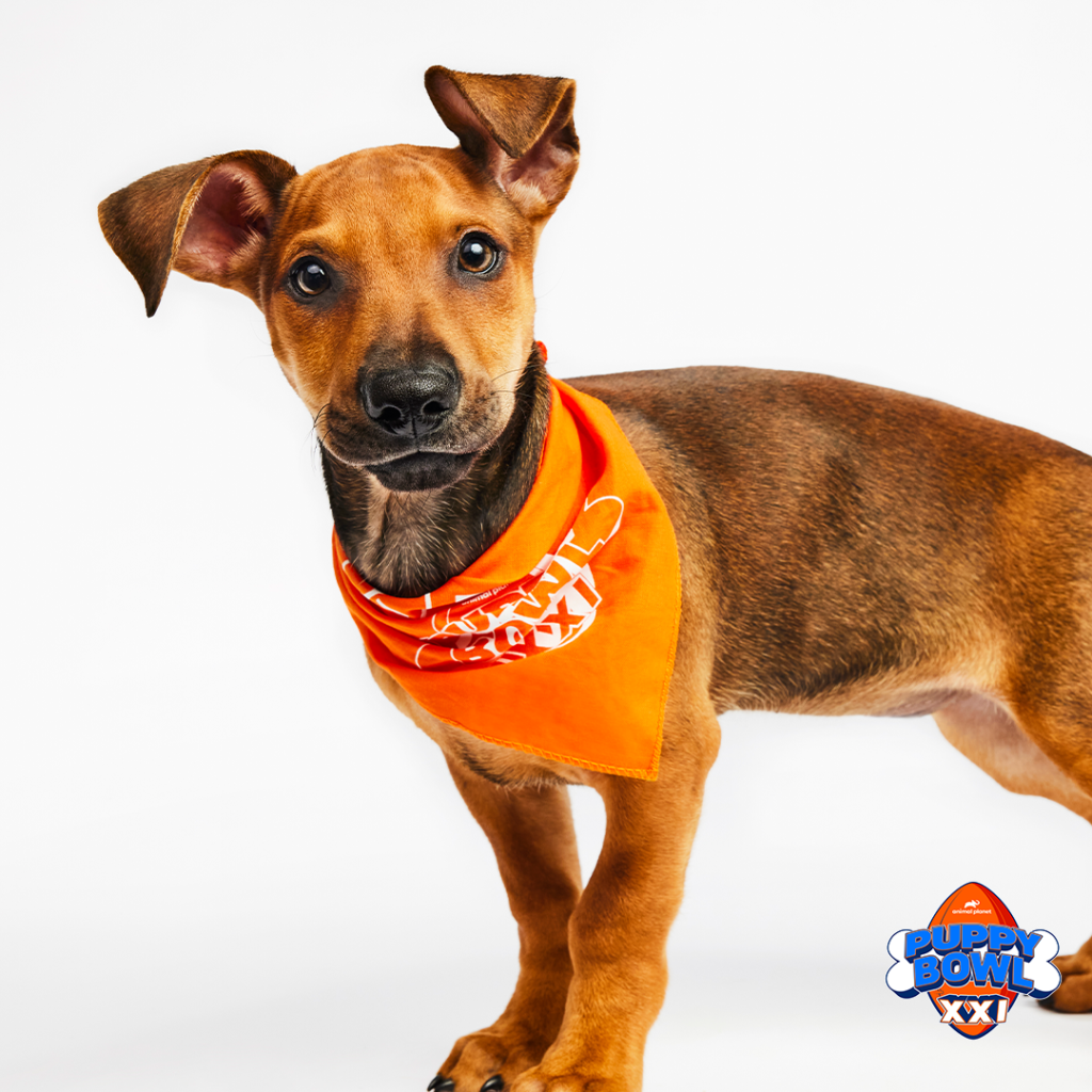 Brown Dog with an Orange Bandana that says Puppy Bowl XXI