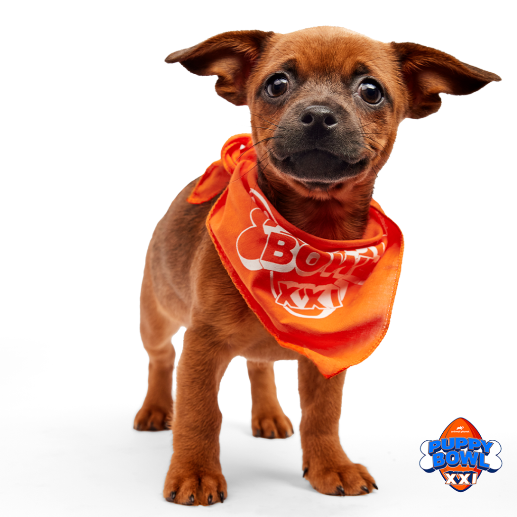 Brown Dog with an Orange Bandana that says Puppy Bowl XXI