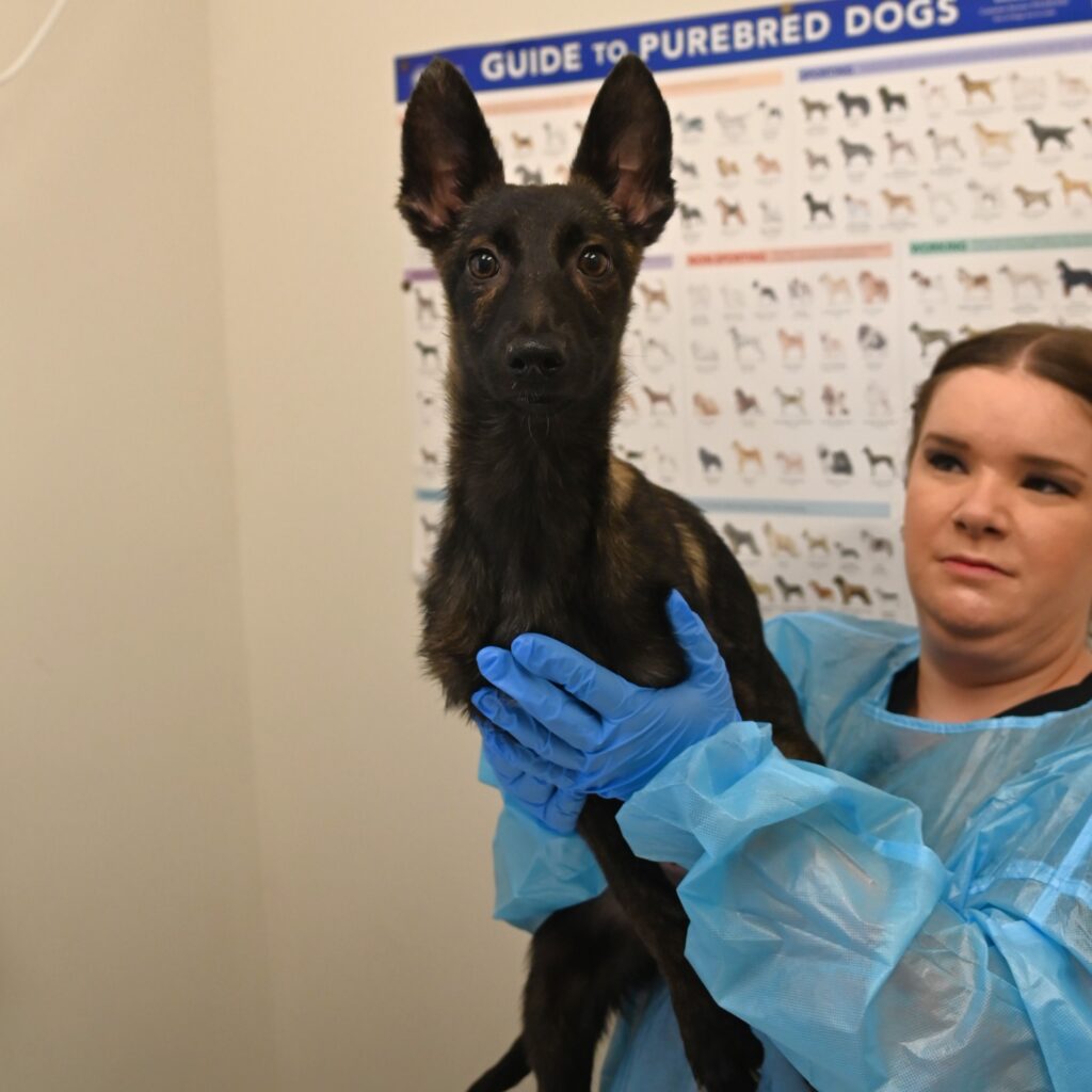 1) A black dog with tan patches and tall pointy ears being held by a veterinary staff member.