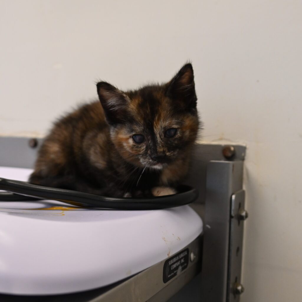 small brown and black cat on a vet exam table.
