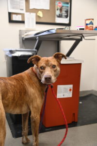 Hashbrown the blind dog medical