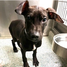 A black dog looking directly into the camera in a kennel.