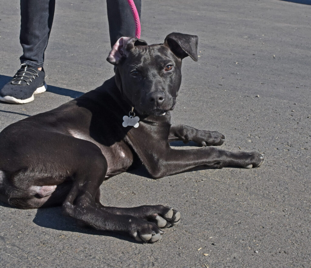 The black dog Curly laying on the asphalt at Helen Woodward Animal Center