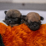 Two of the pug puppies laying side by side.