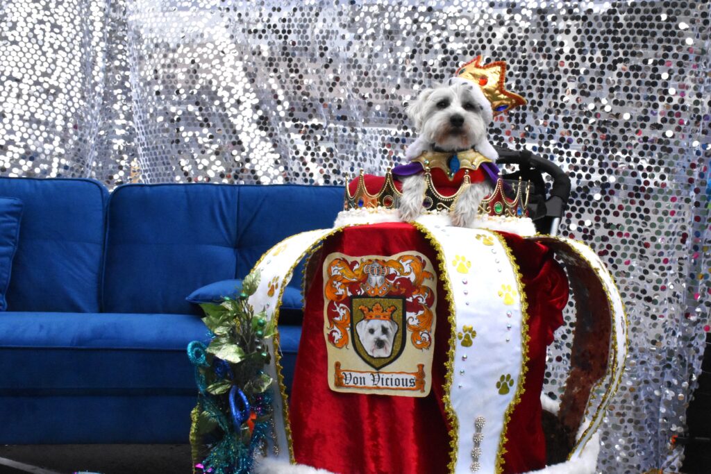 A small dog on a king's crown float