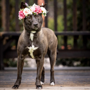 Animal Shelter Appreciation Week- Dog