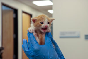 Sam the small kitten