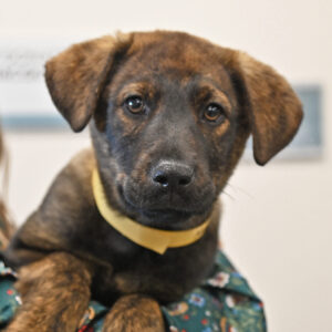 Brown and Black medium sized puppy in someone's arms