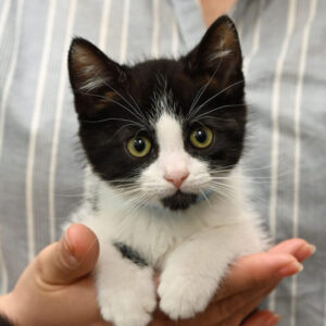 Black and White kitten in someone's hands