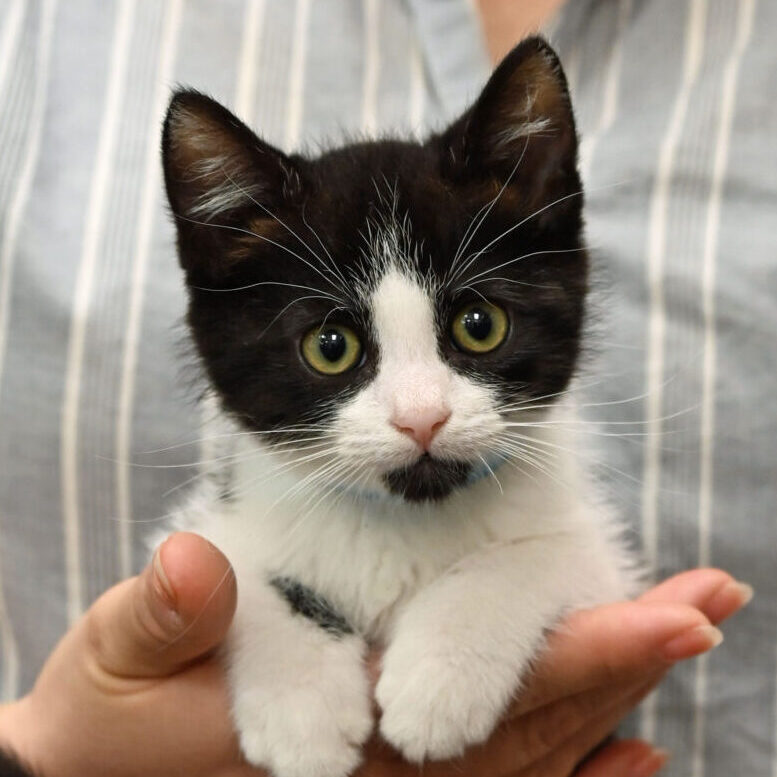 Black and White kitten in someone's hands