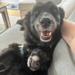 Two black dogs on a couch