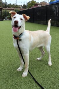 three Days, Three Weeks, Three Months: Your New Dog’s Adjustment Journey