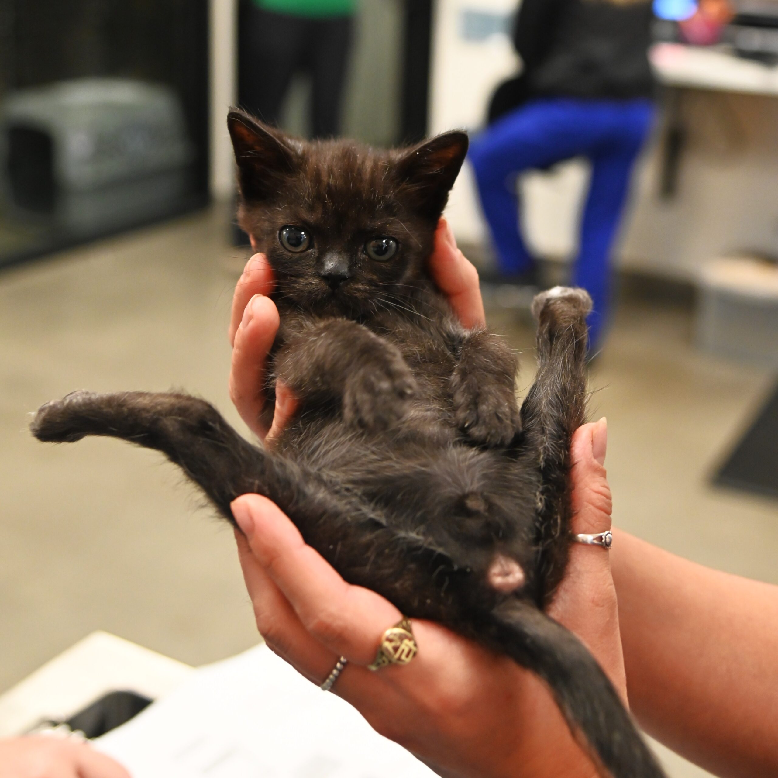 Small black kitten being gently held in human hands, lying on its back with legs stretched out, looking directly at the camera with wide eyes.