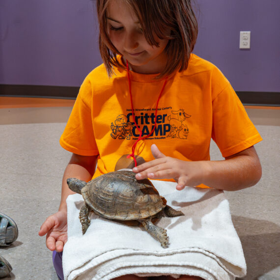 Kid petting a turtle
