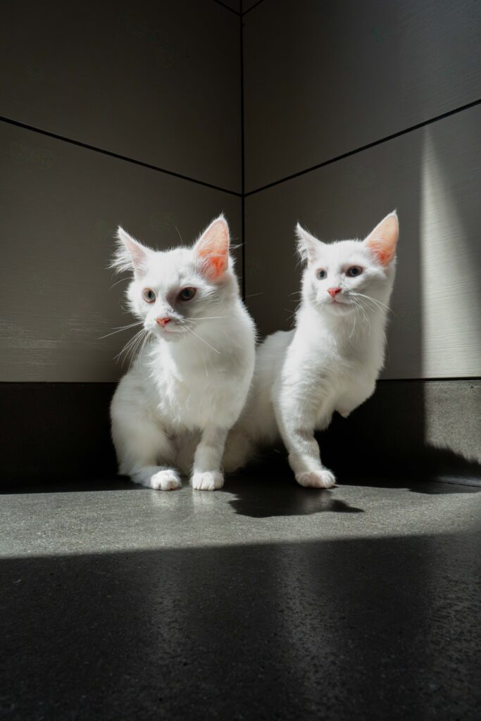 Cats - Gelato & Sorbet