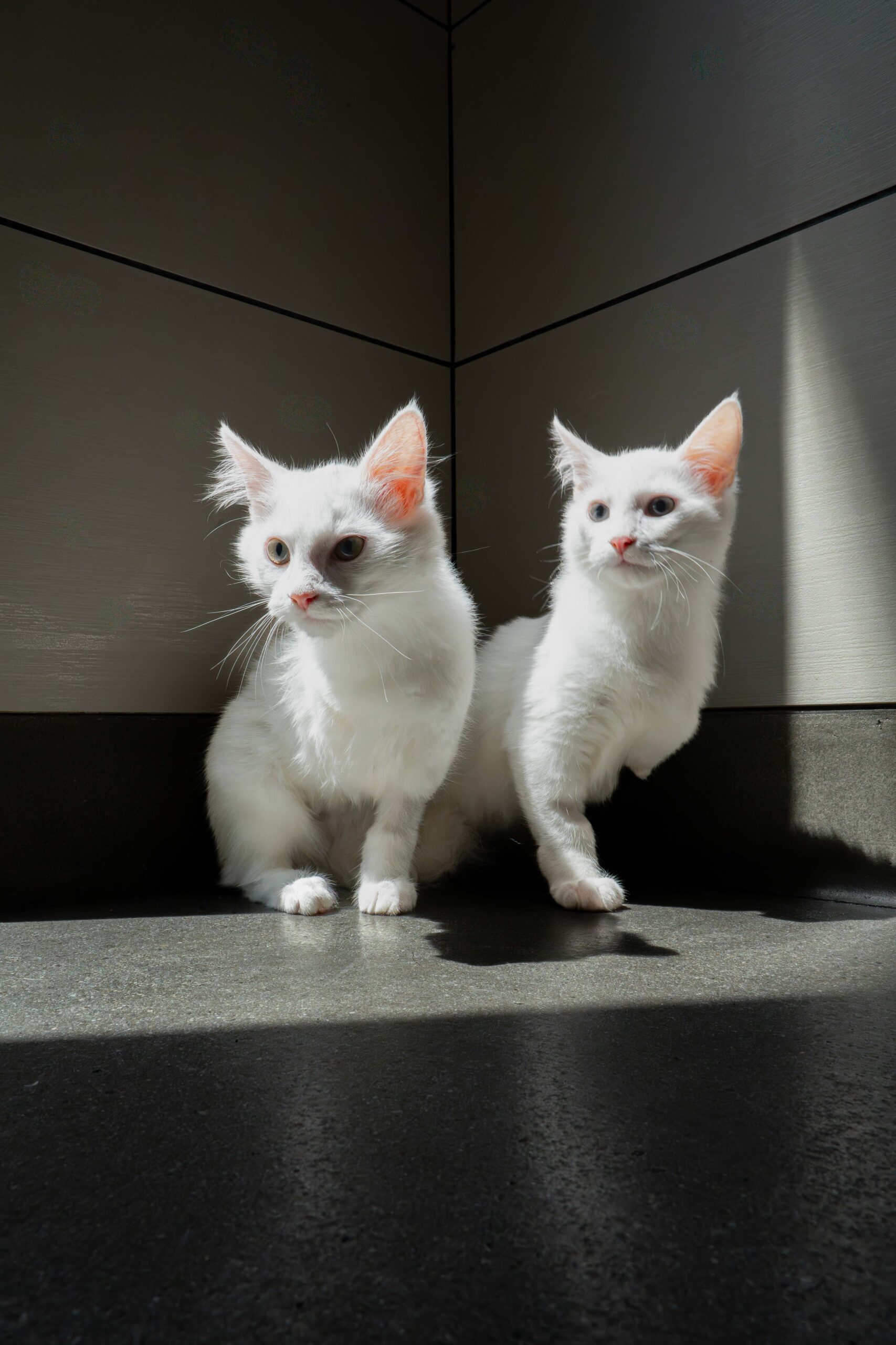 Cats - Gelato & Sorbet
