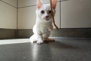 Geltato - Cat