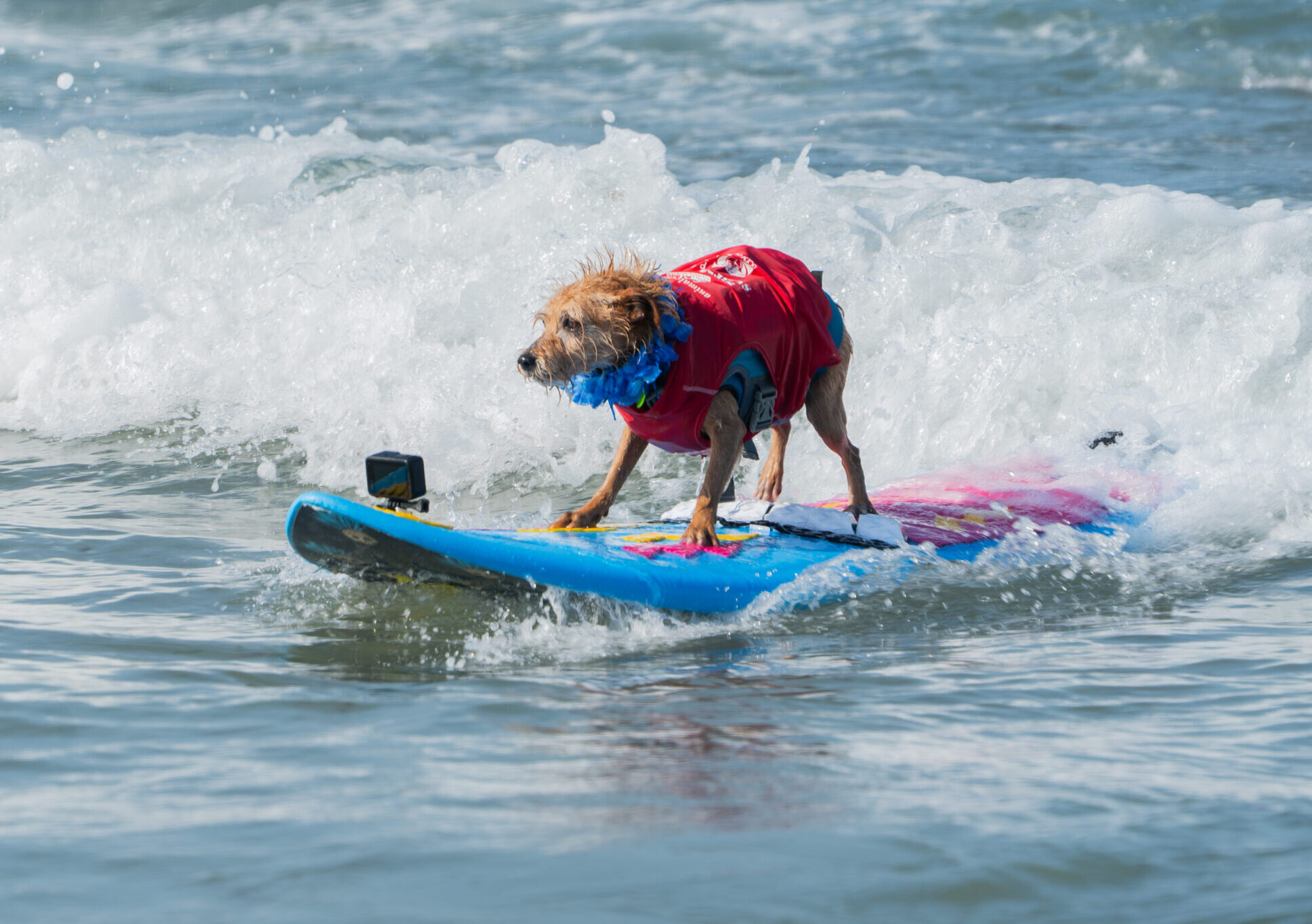 a surfing dog