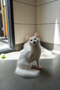 Sorbet - Cat