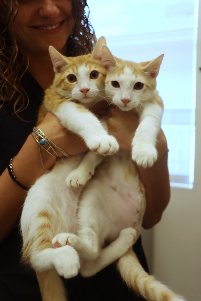 Frodo & Sam Full Grown