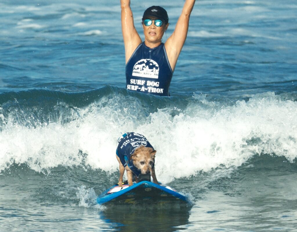 A dog, Carson, surfing