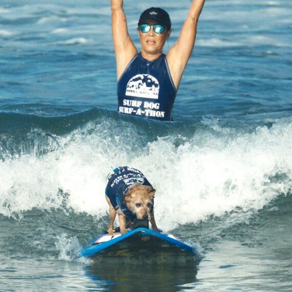 A dog, Carson, surfing