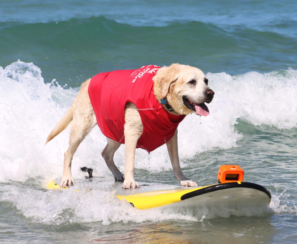 Charlie, a dog surfing