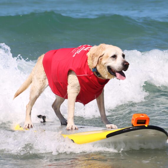Charlie, a dog surfing