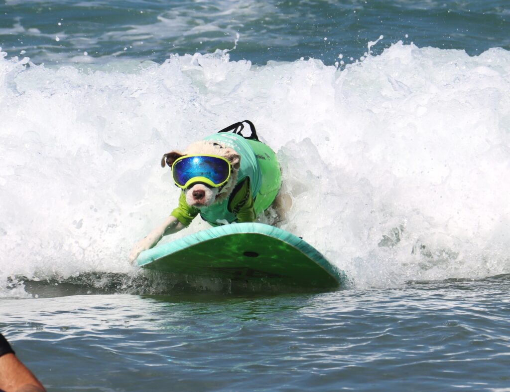Faith, a dog surfing