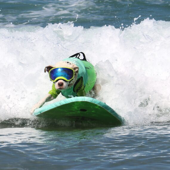 Faith, a dog surfing