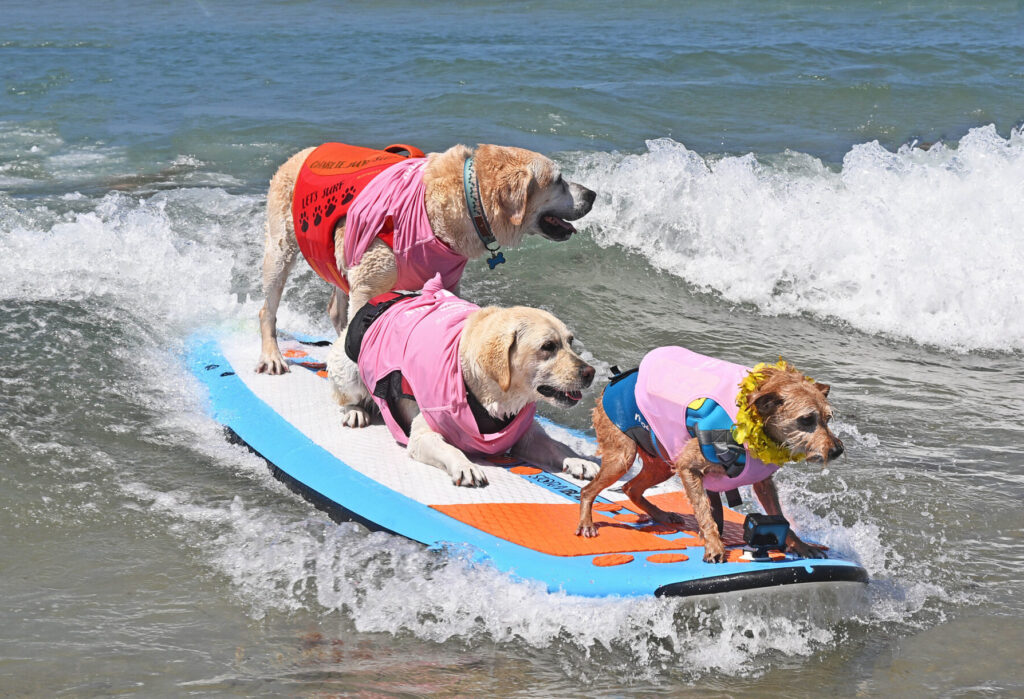 Three dogs surfing on the same board