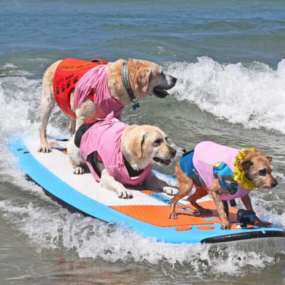 Three dogs surfing on the same board
