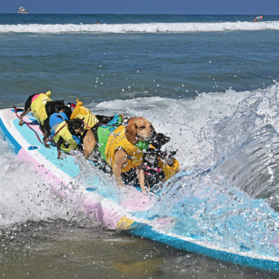 Multiple dogs surfing on the same surfboard