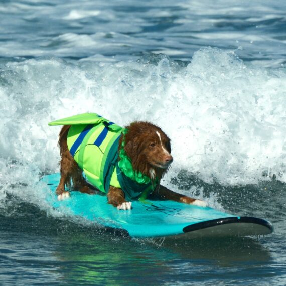 A brown dog wearing a green life-vest surfing