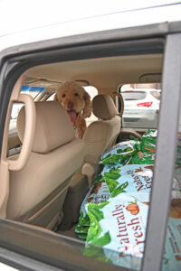 Dog in Car With Food
