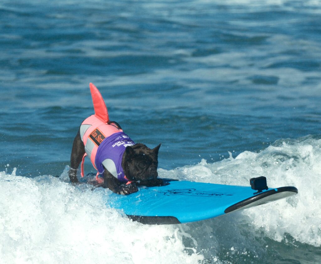 Iza, a dog surfing