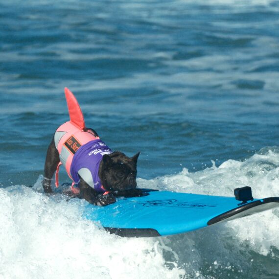 Iza, a dog surfing