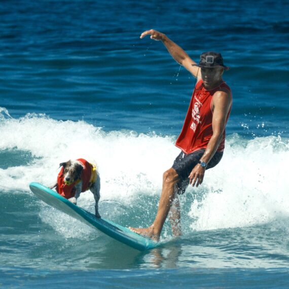Max, a dog and his owner surfing