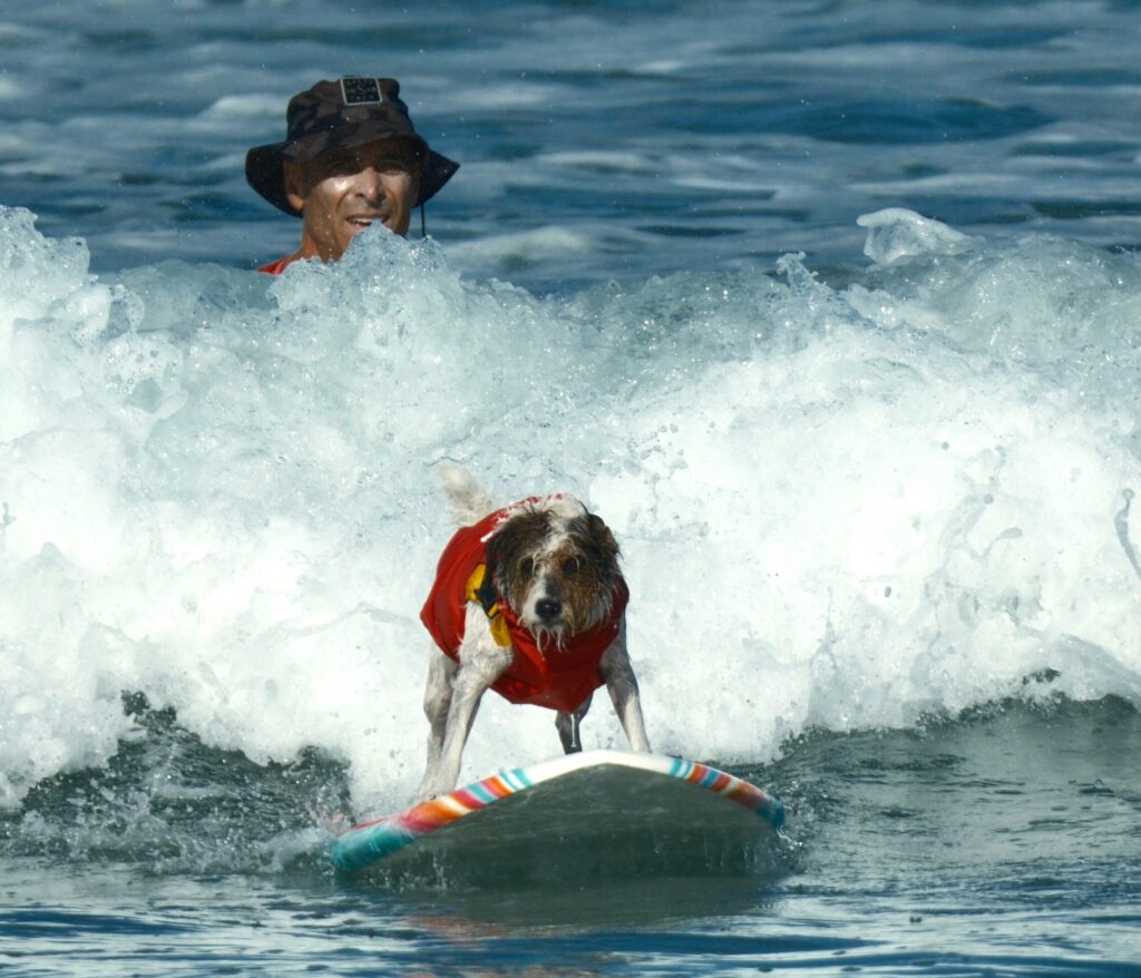 Max, a dog surfing